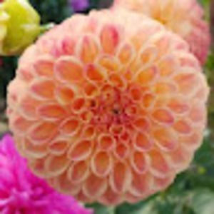 Meet your Posher, Casey